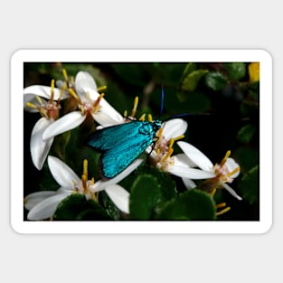 Iridescent Insect Sticker